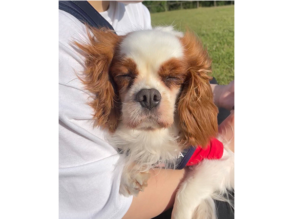 卒業犬のほたるちゃんとシェイクちゃん♪